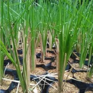 Vetiver Root Powder